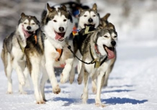  Trineos tirados por perros para un seminario